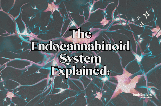 constellation background with text, The Endocannabinoid System explained: